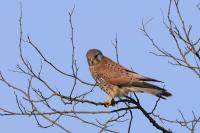 Falco tinnunculus