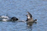 Fulica atra