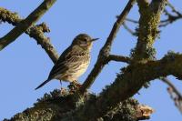 Anthus pratensis