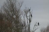 Phalacrocorax carbo