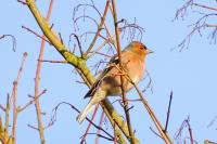 Fringilla coelebs