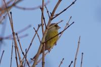 Chloris chloris