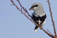 Lanius excubitor