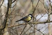 Parus major