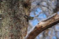 Parus major