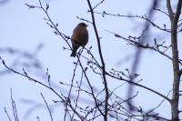 Fringilla coelebs