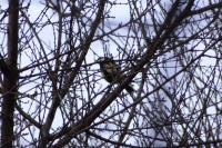 Parus major