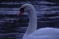 Cygnus olor