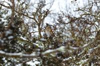 Turdus iliacus