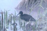 Plegadis falcinellus