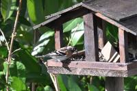 Fringilla montifringilla