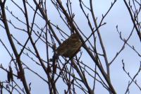 Emberiza schoeniclus