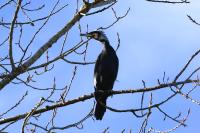 Phalacrocorax carbo