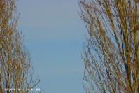 Grus grus
