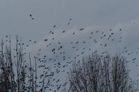 Sturnus vulgaris