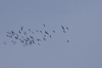Grus grus