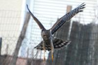 Circus cyaneus