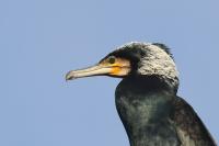 Phalacrocorax carbo