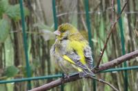 Chloris chloris