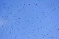 Sturnus vulgaris