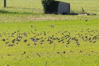 Pluvialis apricaria