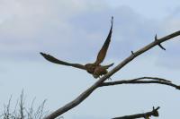 Falco tinnunculus