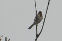 Emberiza schoeniclus
