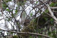 Lophophanes cristatus