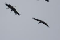Grus grus
