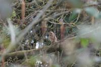 Emberiza schoeniclus