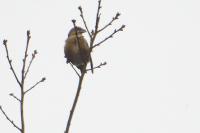 Loxia curvirostra