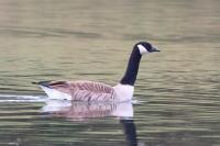 Branta canadensis