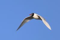 Ichthyaetus melanocephalus