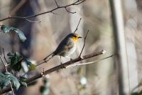 Erithacus rubecula