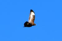 Buteo buteo