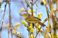Phylloscopus collybita