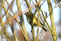 Phylloscopus collybita
