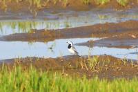 Motacilla alba