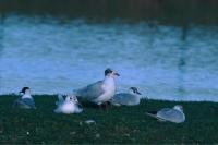 Ichthyaetus melanocephalus