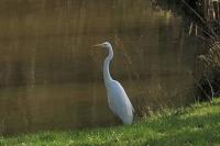 Ardea alba
