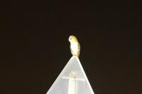 Tyto alba