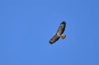 Buteo buteo