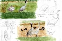 Grus grus