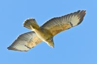 Buteo buteo