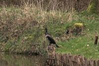 Phalacrocorax carbo