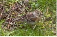 Fringilla montifringilla