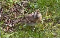 Fringilla montifringilla