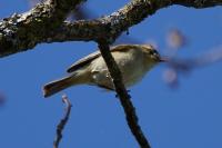 Phylloscopus collybita
