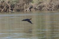 Phalacrocorax carbo
