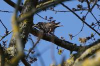 Sturnus vulgaris